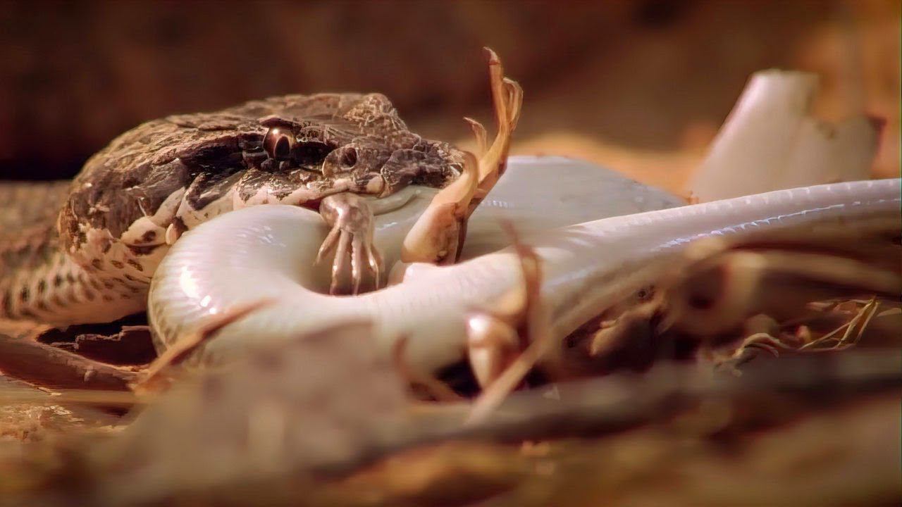 Странная змея с пауком на хвосте, который работает как приманка! смотреть онлайн