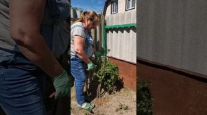 Формируем крыжовник на штамбе