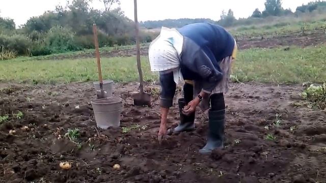 Лучший прикол Года Смотреть всем Копаем картошку на огороде Мош Ржач смотреть онлайн