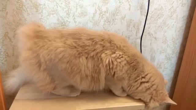 Кошка первый раз просит кота смотреть онлайн
