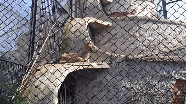 Винторогий козел. смотреть онлайн