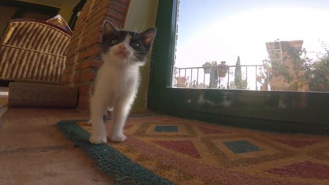 Летопись жизни испанского кота-1. Какое имя дать малышу? смотреть онлайн