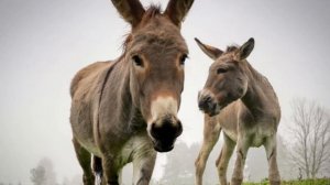 Осел. Звук осла