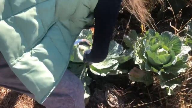 Собираем урожай капусты ?? смотреть онлайн