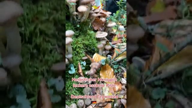essbare Pilze Съедобные грибы Опята осенние Германия ?? смотреть онлайн