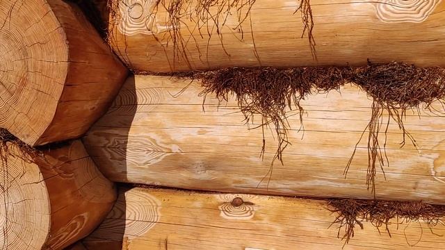 Оценка состояния сруба черезъ два года