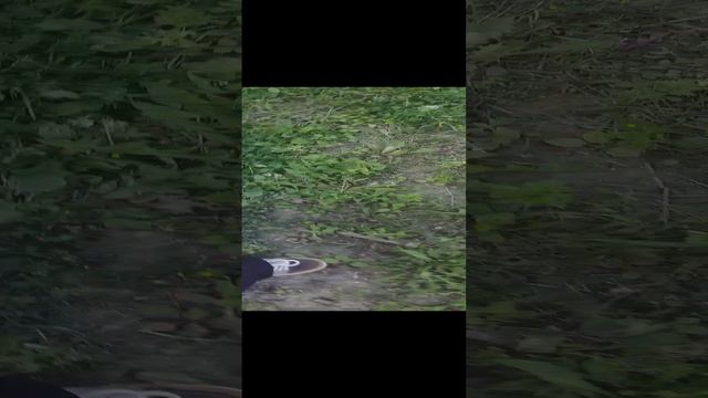 Секретный влог Mp3