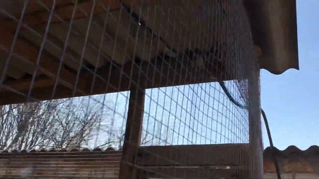 Вяхирь в вольере, дикий перепел, дубонос, щеглы, снегирь смотреть онлайн