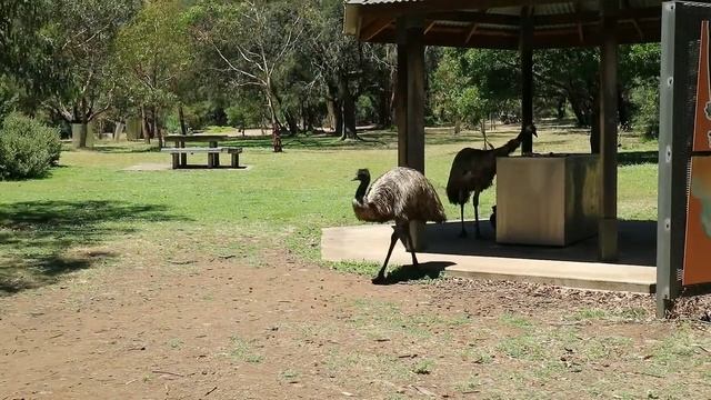 Страус Эму Ворует Еду | Emu Steals Food смотреть онлайн