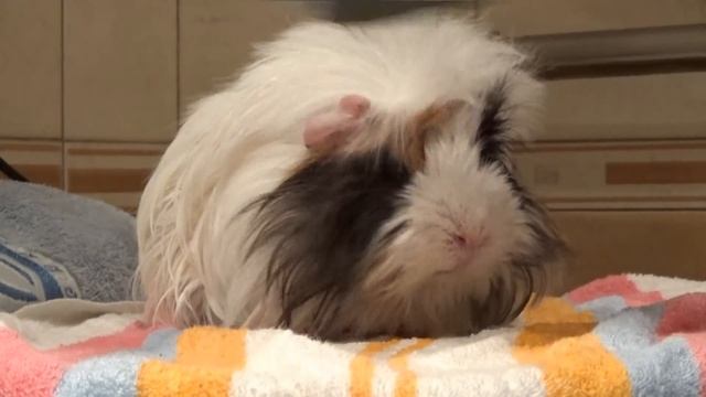 Blow-drying guinea pig. Funny animals. Сушка морской свинки феном смотреть онлайн