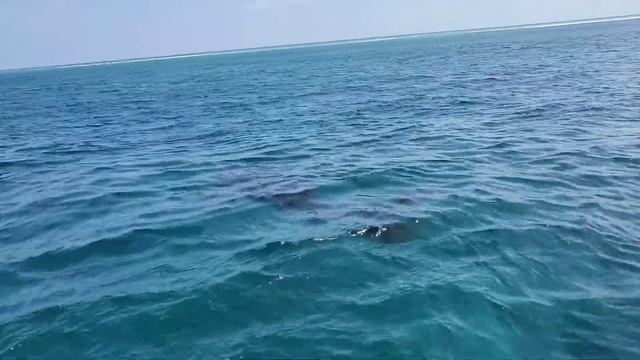 Китовая акула. смотреть онлайн