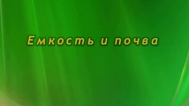 Пересадка Калатеи. Как, когда и в какой горшок пересаживать Калатею. смотреть онлайн