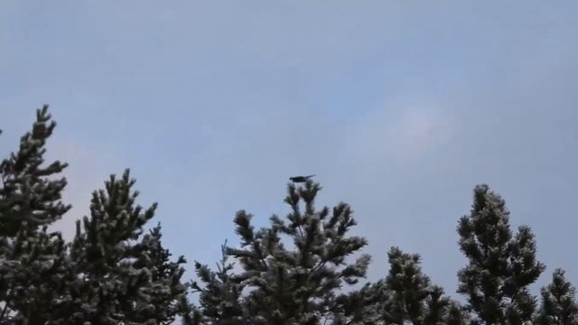 Ястребы полет 17 октября смотреть онлайн