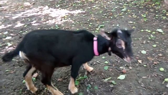 Стеша научилась есть))))) (камерунская коза) смотреть онлайн