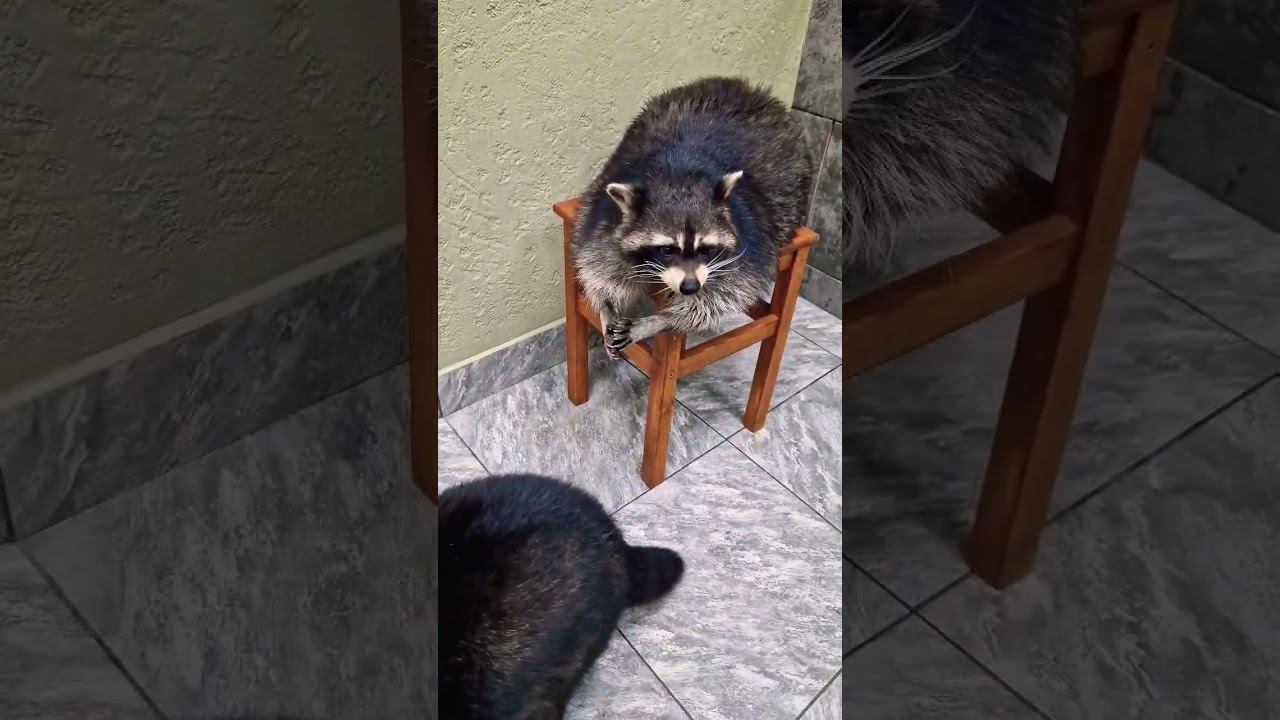 ▷Енотик ест корм◁ смотреть онлайн