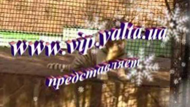 Белый тигрёнок - волшебство под Новый год.