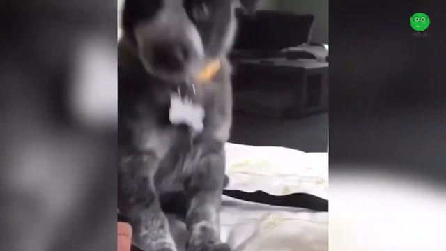 🤣 Самые смешные 🐶 Собаки и 😻 Кошки — Удивительные и смешные домашние животные 😇 смотреть онлайн