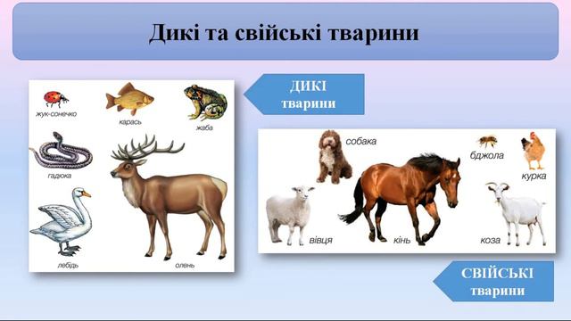 1 клас Я досліджую світ Урок 64 смотреть онлайн