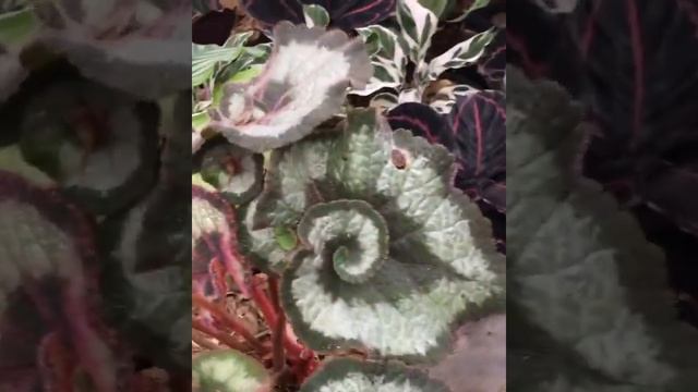 Begonia Escargot #begonia смотреть онлайн