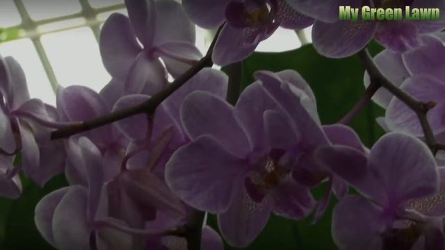 How to Grow Garcinia Cambogia Fruit смотреть онлайн