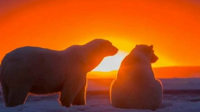 Photo БЕЛЫЕ МЕДВЕДИ И ЗАКАТ НА АЛЯСКЕ смотреть онлайн