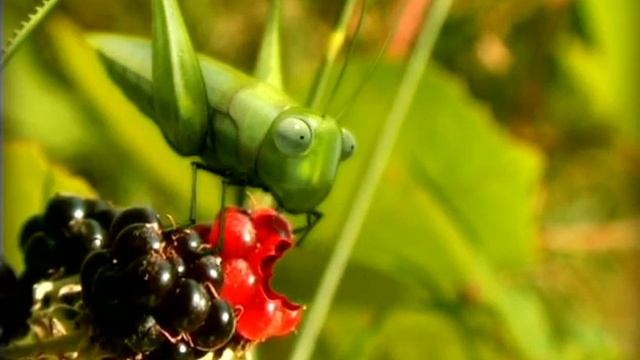 Насекомые Кузнечик Икота смотреть онлайн