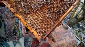 Отводок пчел на открытый расплод и отводок на старую матку от зимовалой семьи. Из одной делаю три.