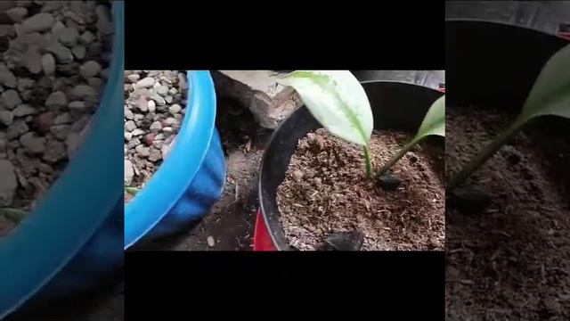 TIPS PARA MAGING MATABA ANG AGLAONEMA?/Tips for having lush/healthy aglaonema смотреть онлайн