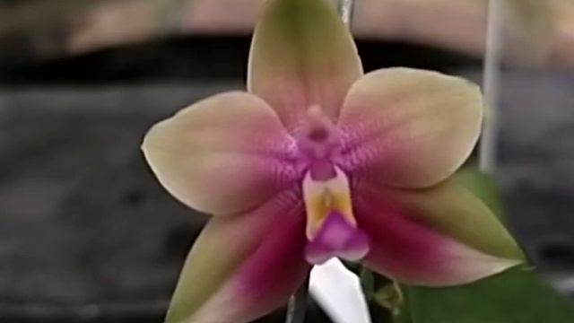 Phalaenopsis YangYang Pink Mary