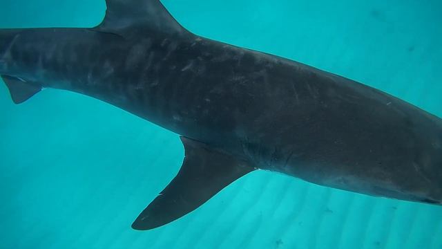 Tiger shark in Ningaloo Reef смотреть онлайн