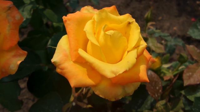 Цветы. Казань. 20160722 смотреть онлайн