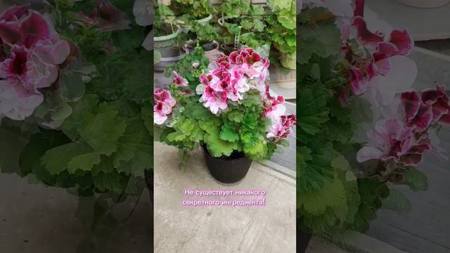 Секретный Ингредиент ⚡ смотреть онлайн