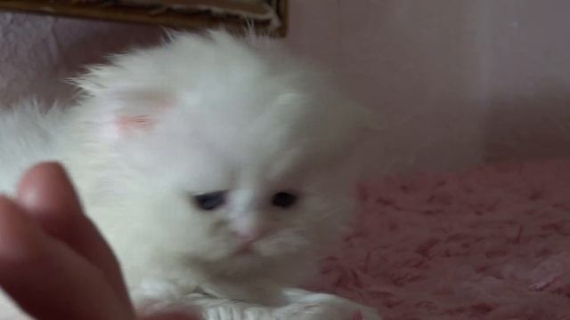 Белый персидский котенок на продажу White persian kitten for sale смотреть онлайн