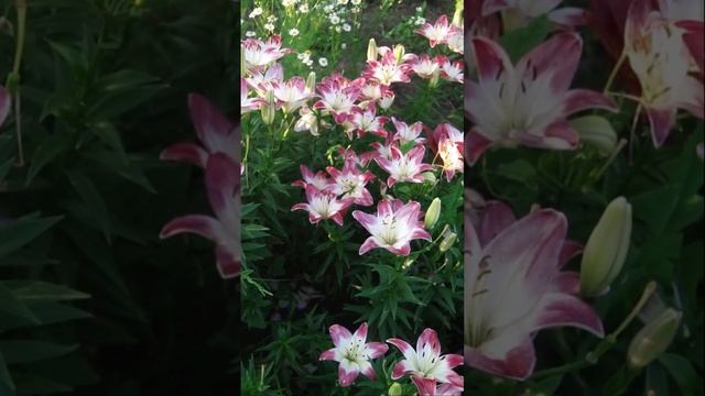 Парад лилий открывает сорт Лоллипоп смотреть онлайн