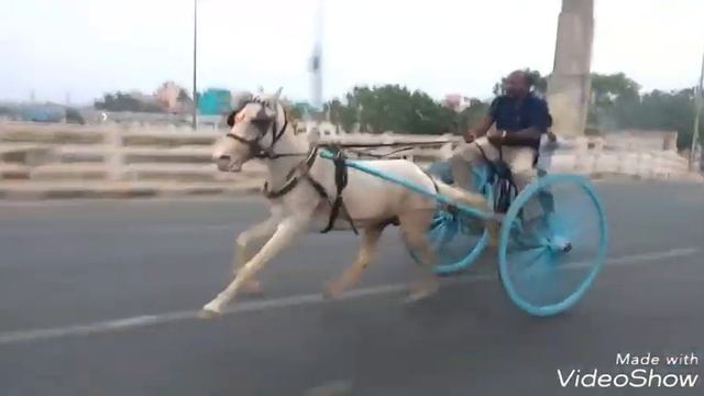 Chennai Horse Cart Race