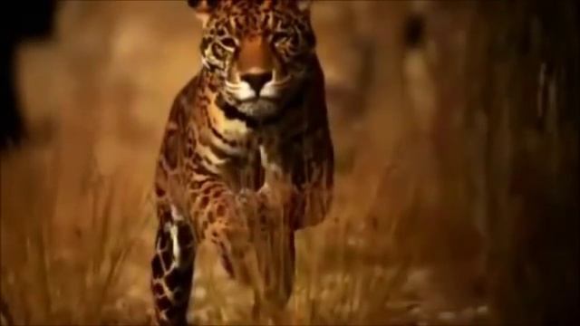 Дмитрий Маликов / Dmitry Malikov -Кафе "Сафари" / Café "Safari" смотреть онлайн