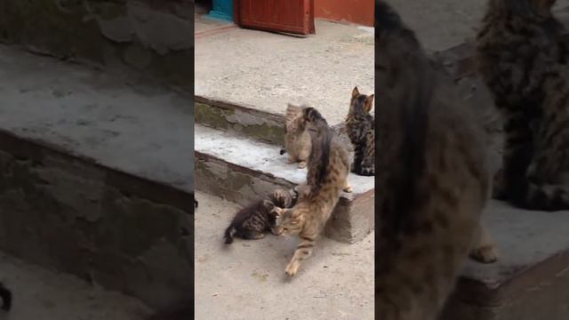 Полосатые котэ) смотреть онлайн