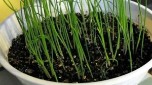 Когда сажать Лук Эксибишен на рассаду - нюансы посадки и дальнейшего выращивания