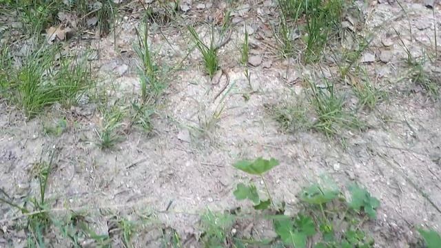 Встреча в лесу со змеёй! смотреть онлайн