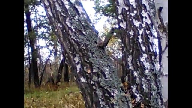 Лесной коп 2017. Хватаемся за последние деньки смотреть онлайн