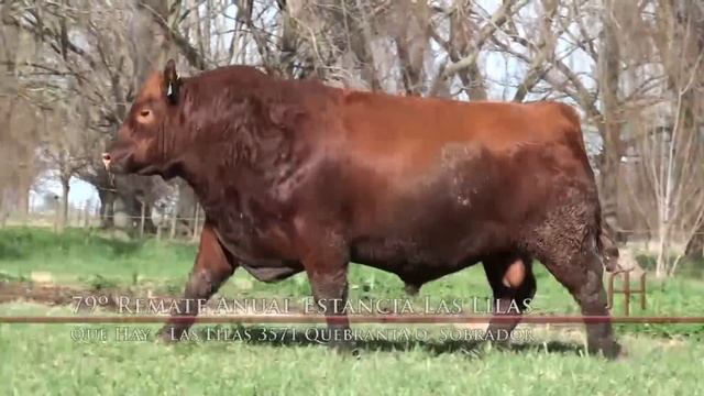 Toros Pedigree Angus y P. Hereford - 79° Remate Las Lilas смотреть онлайн