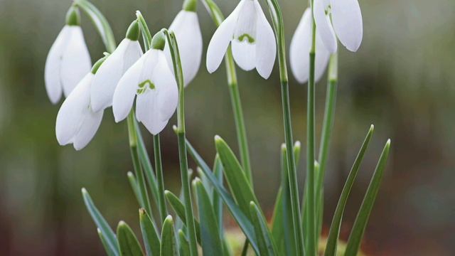 Всемирный день ПОДСНЕЖНИКА. Степанова Н.Л. ШКИДСОЗВЕЗДИЕ смотреть онлайн