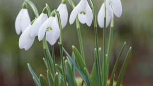 Всемирный день ПОДСНЕЖНИКА. Степанова Н.Л. ШКИДСОЗВЕЗДИЕ