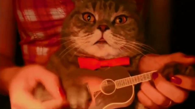 кот играет на укулеле) relax смотреть онлайн