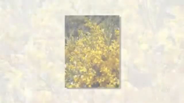 Genista - garden plants смотреть онлайн