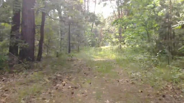 Полёт на Мавике Эйр через лес смотреть онлайн