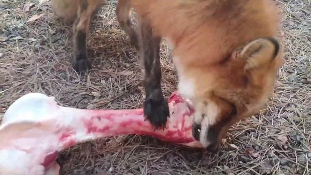 ЛИ СЯО. Алиса - Лиса. Непреодолимое желание попасть в сарай. смотреть онлайн