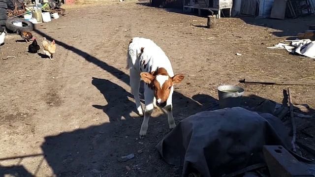 Козы, телёнок и козлята! смотреть онлайн