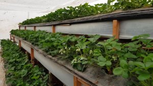 В гости к ООО Клубника и Михаил Острохишко