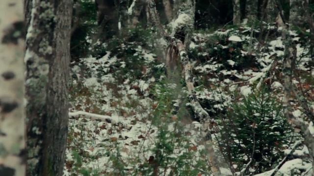 ПОМОРСКИЙ КОВЧЕГ. ДНЕВНИК - СЕРИЯ 12. ВТОРАЯ ПОЕЗДКА В КЕМЬ. ВЫРУБКА КОКОР. ЧАСТЬ 2. смотреть онлайн